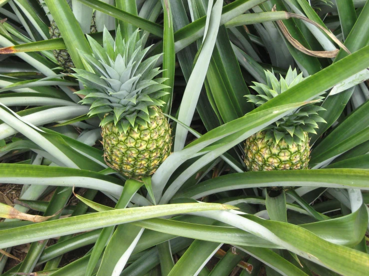 a closeup of a pineapple plant with very large pineapples