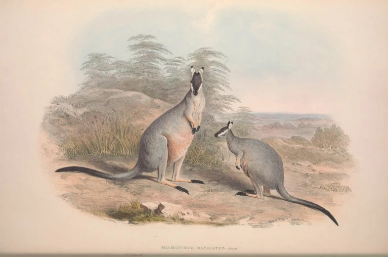 a drawing of two kangaroos on the plains
