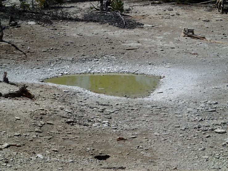 small dle in the middle of the desert with sp trees in background