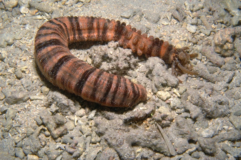 a very large brown caterpillar crawling down the ground