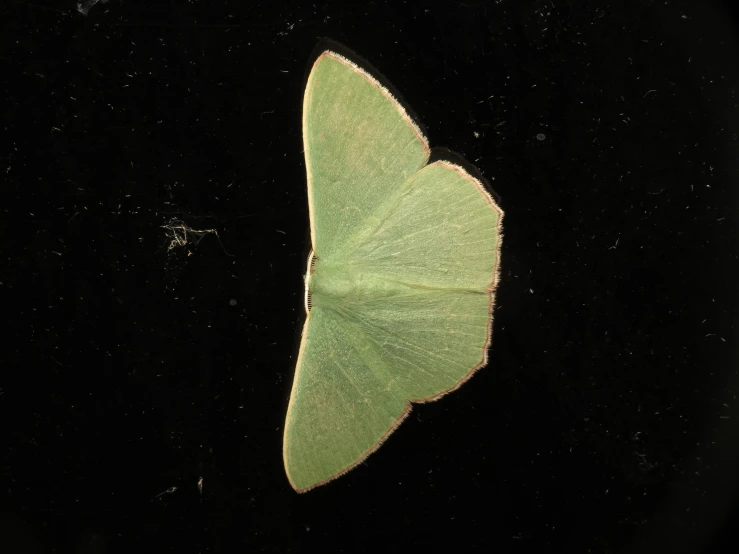 a close up of a green leaf on a black background