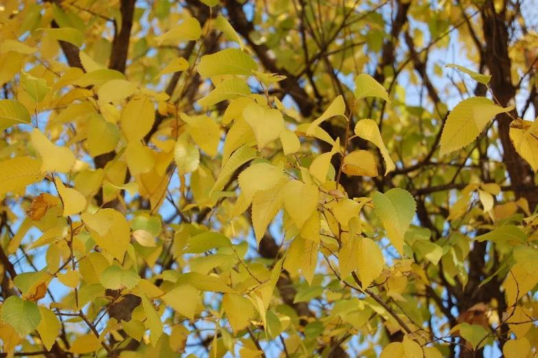 a green and yellow tree with lots of leaves