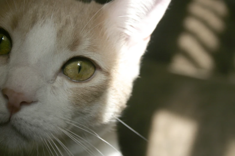 a close up po of the head of an orange and white cat