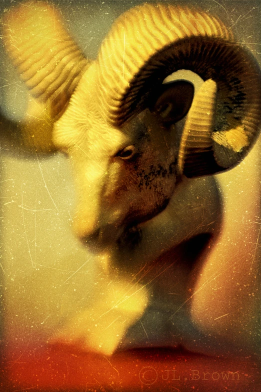 a close up of a ram with large horns