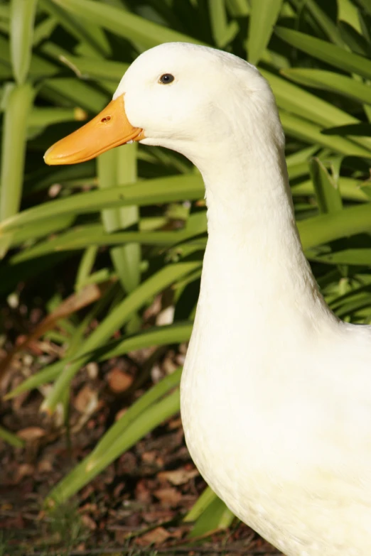 white duck walking next to tall green plants