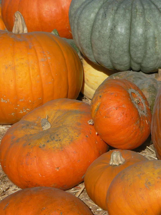 a display of various pumpkins in multiple types and sizes