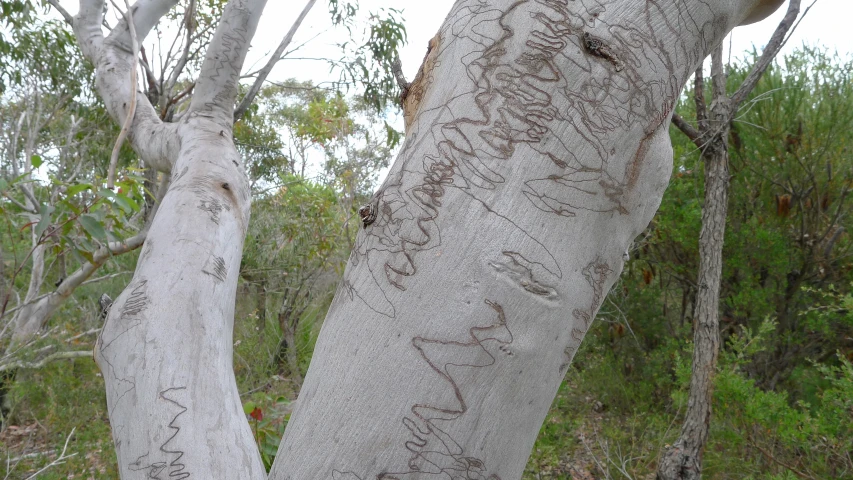 a tree with graffiti on the bark and nches