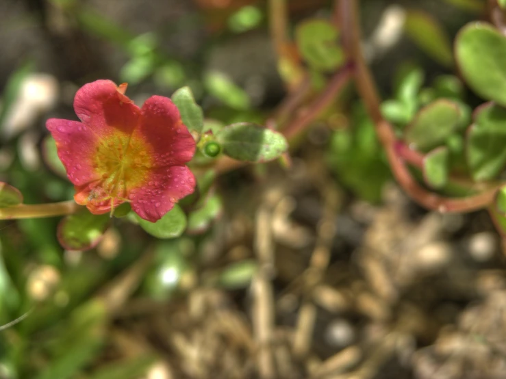 this little flower is pretty in pink and orange