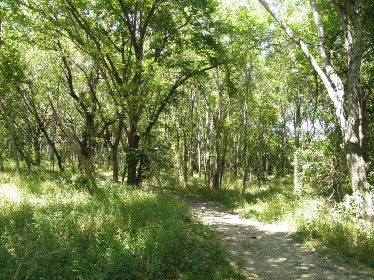 the dirt road is surrounded by trees and green foliage