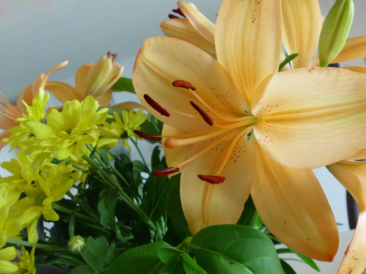 the yellow flowers are next to green plants