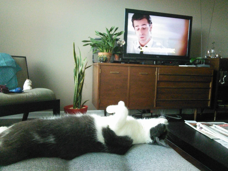 a cat sleeping in a living room with the television on