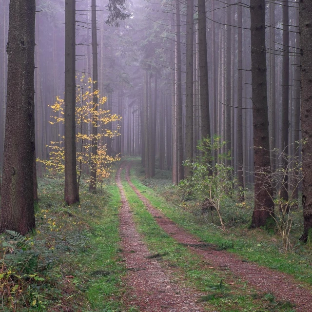 a trail leading through the middle of a forest with a tall pine tree