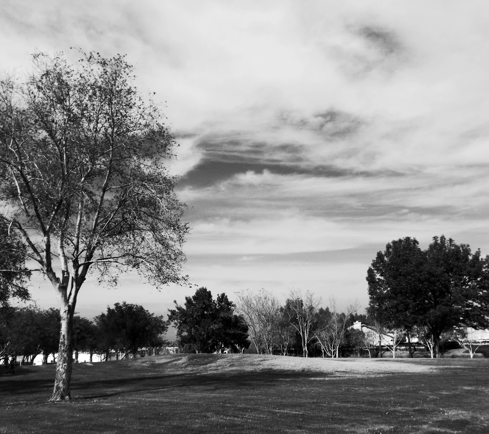 a view of a tree and a bench in a park