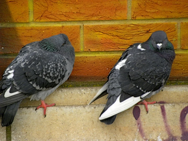 two pigeons sitting next to each other on a wall