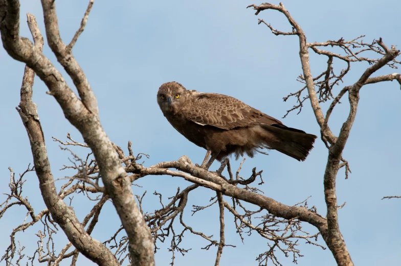 a large brown bird perched on top of a tree
