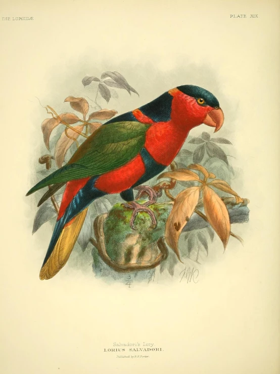 this illustration shows a beautiful red parrot perched on a tree limb