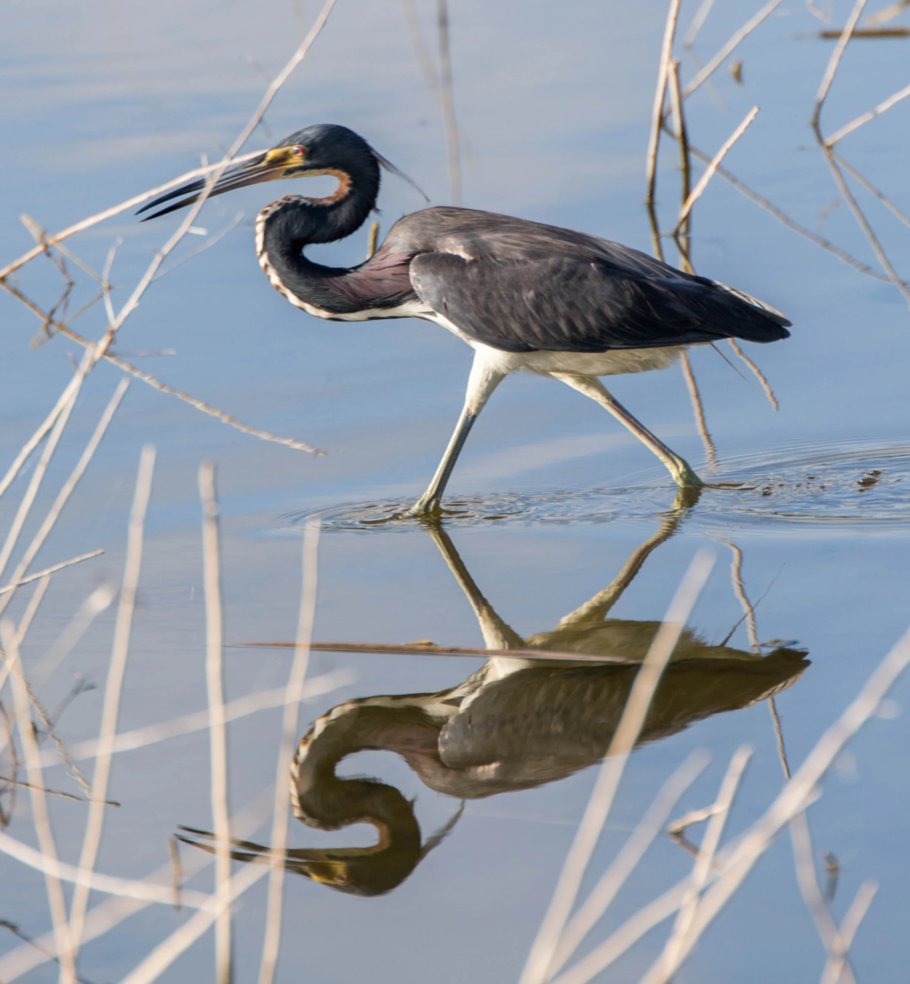 a black and gray bird standing in the water