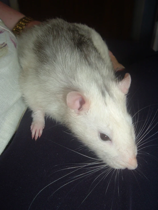 an adult white rat standing on top of someone's lap