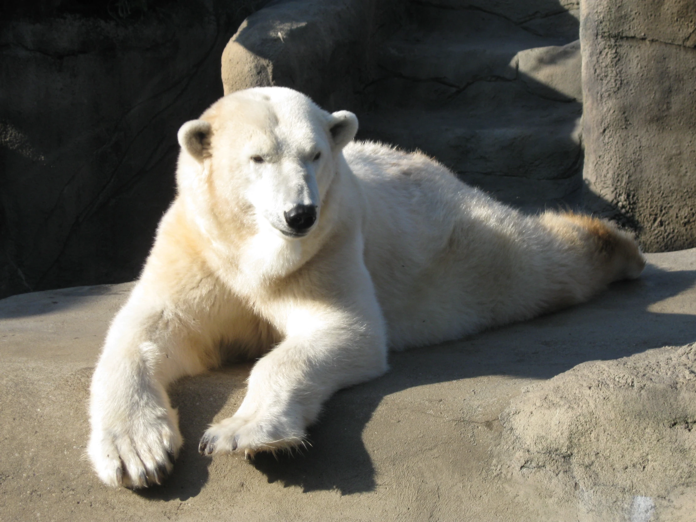 a polar bear relaxes in an enclosure at the zoo