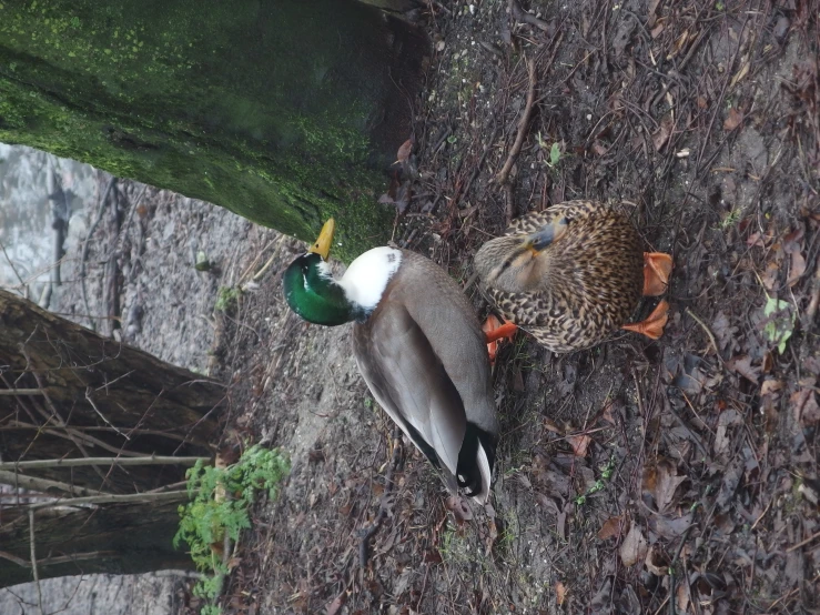 two ducks next to a tree in a forest