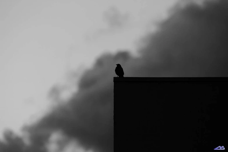 a small bird standing on a building against a gray sky