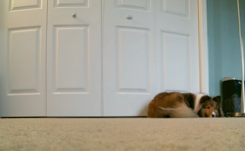 the dog is hiding behind the doors