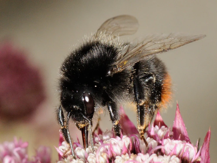 a bum is resting on the pink flower