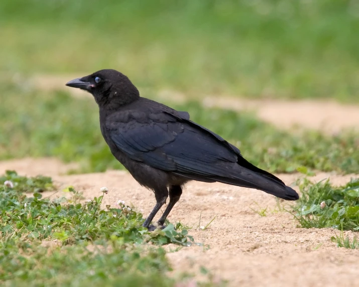 a black bird is standing in the middle of grass