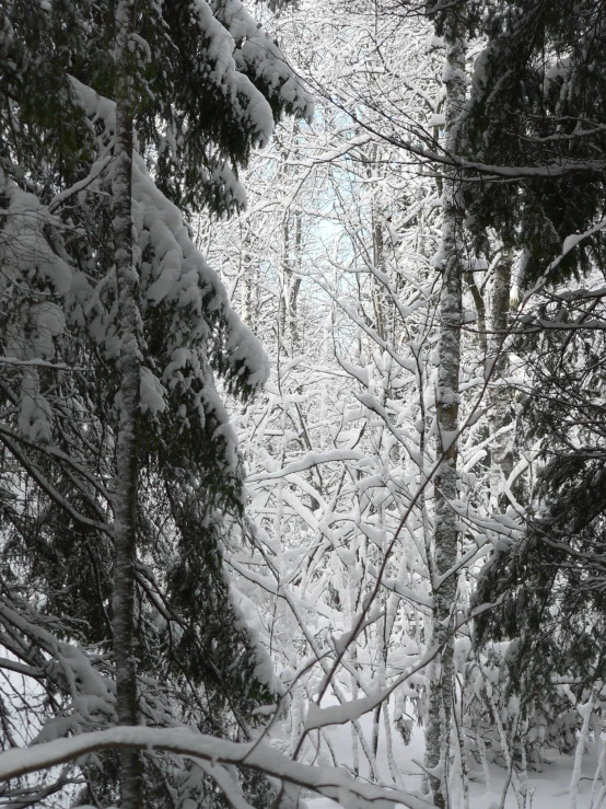 a snowboarder in black and white is going through the woods