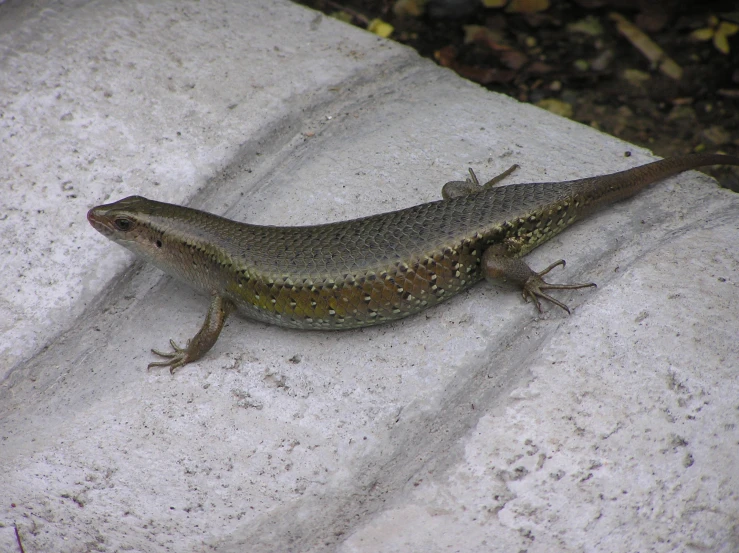 a lizard is resting on a wall next to its own
