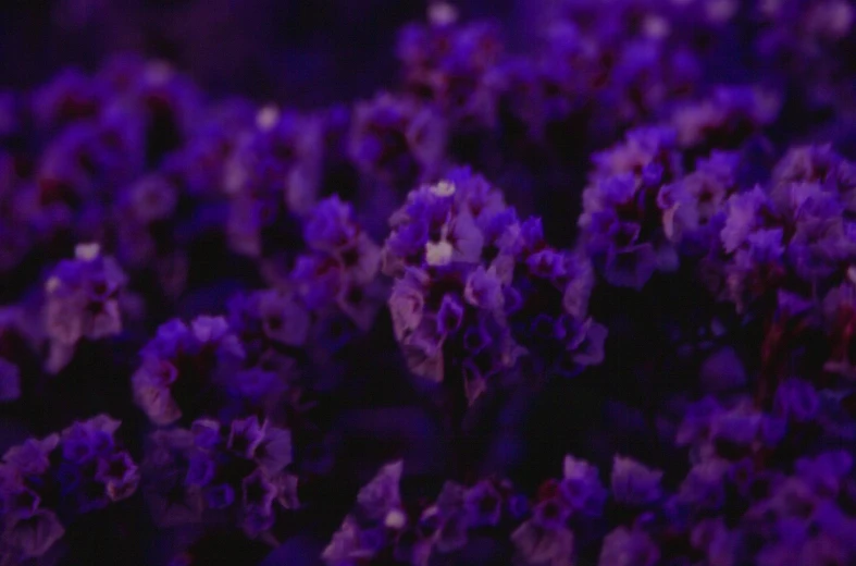 purple flowers with green stems are seen in this image