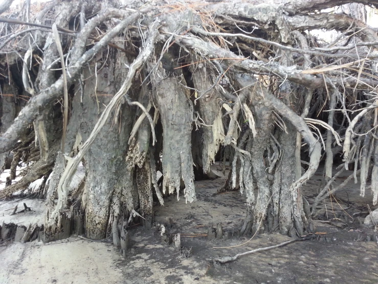 the nches of trees are covered with ice and icicles