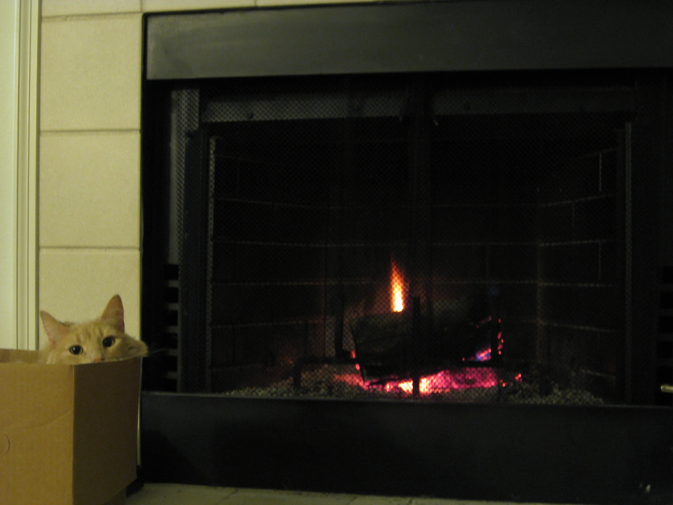 an orange cat sitting near a fireplace looking at it