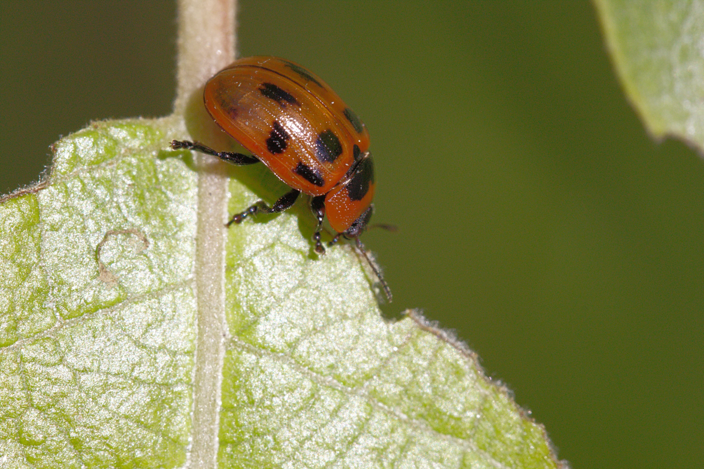 an image of a red bug that is sitting on the green leaf