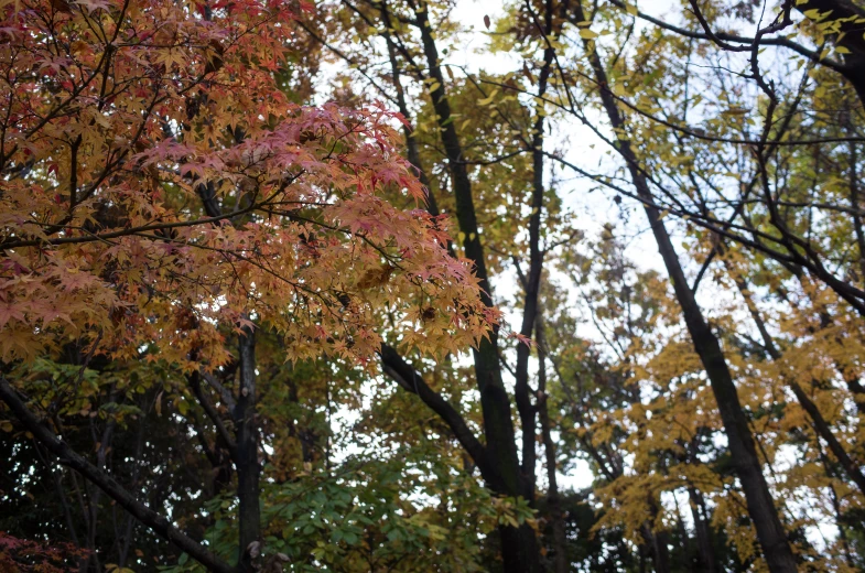 trees in the autumn leaves are changing colors