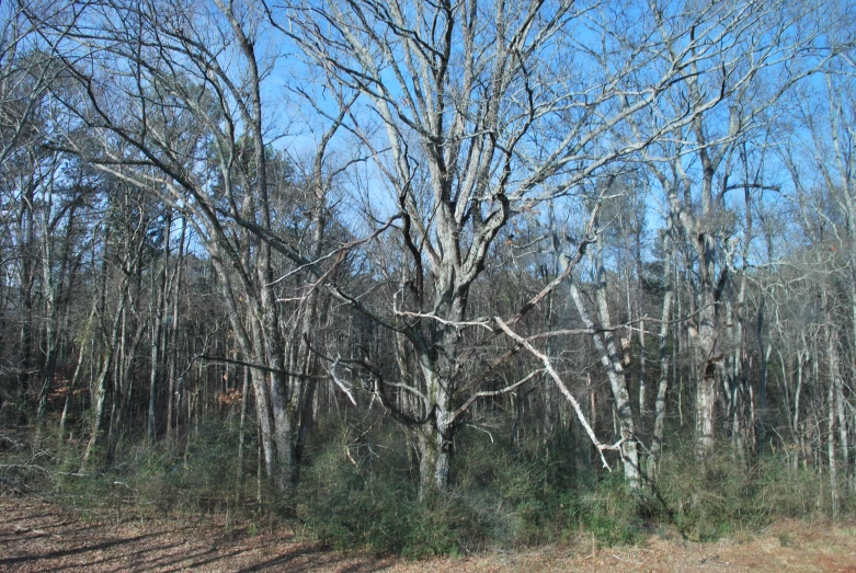 a forest with lots of tall trees in the middle