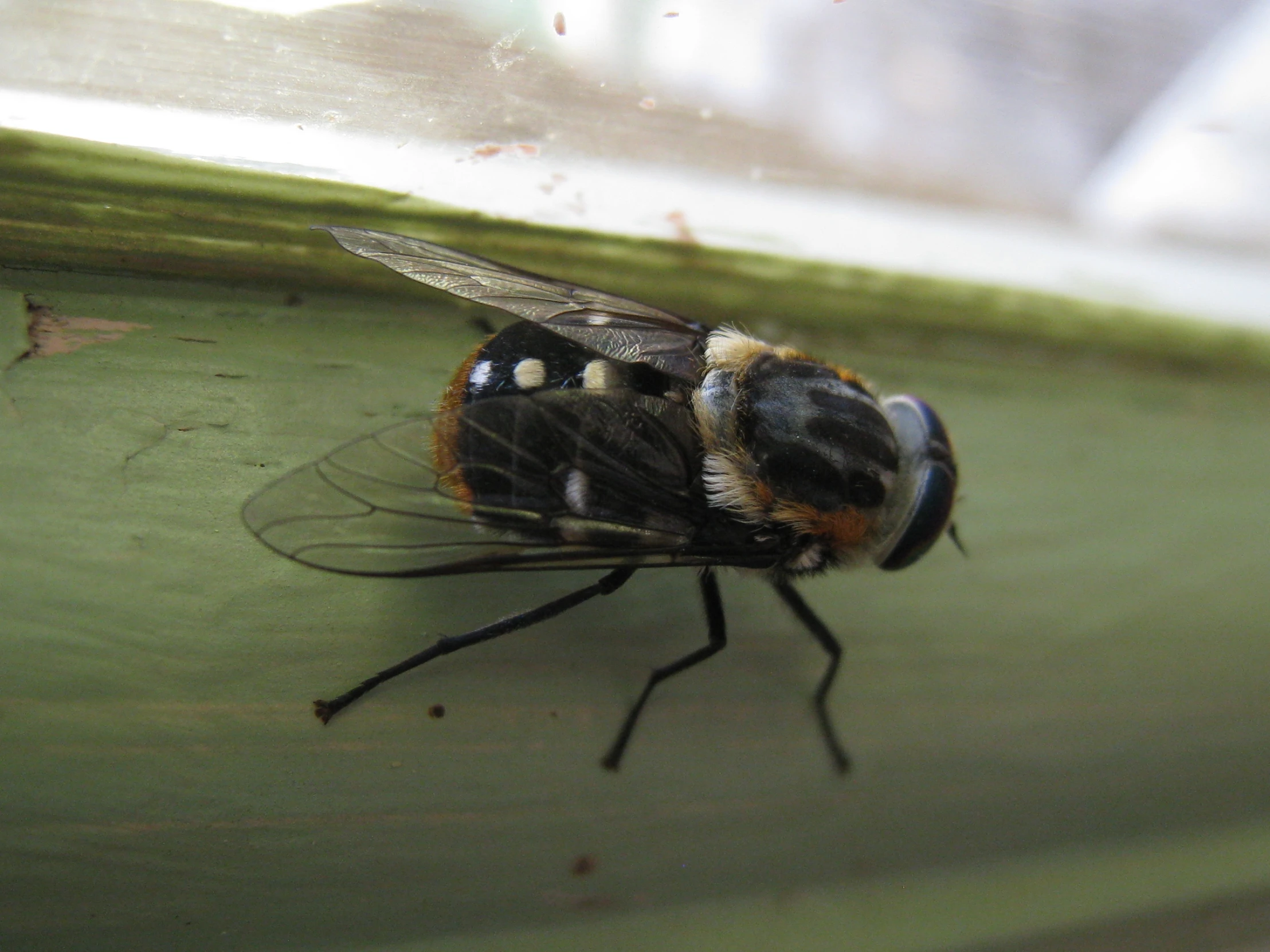 a fly with a black blue and white color on its wings