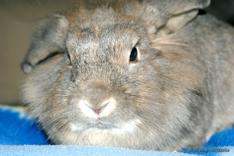 a small rabbit with its face partially hidden