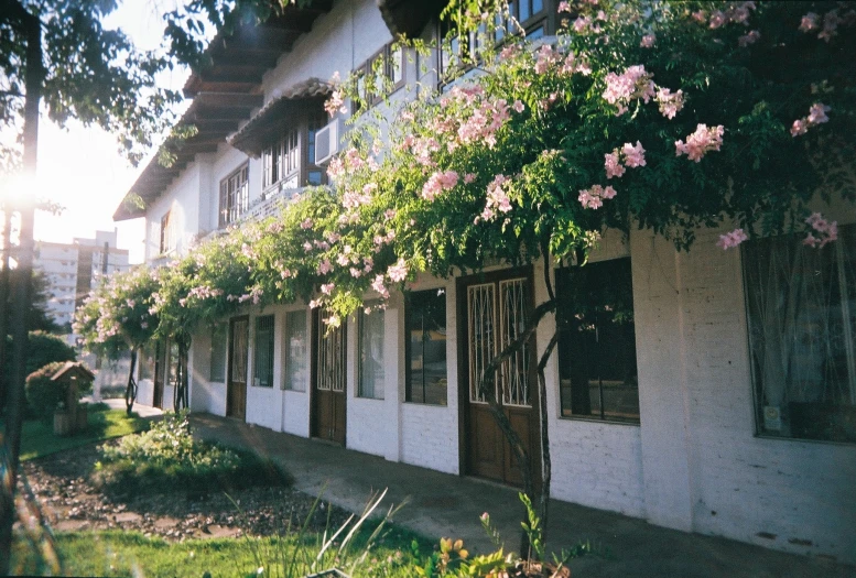 a row of windows are covered with plants