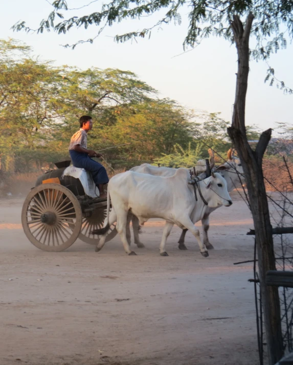 a person in a cart being pulled by two white cows