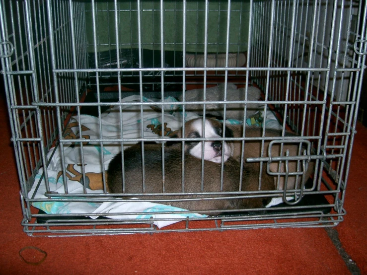 a small dog sits in a cage filled with clothes