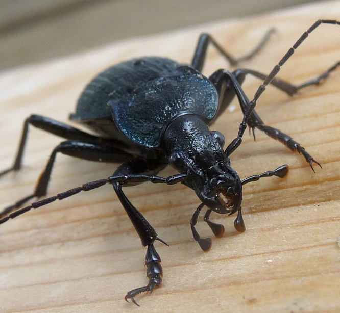 a large bug sitting on top of a wooden surface