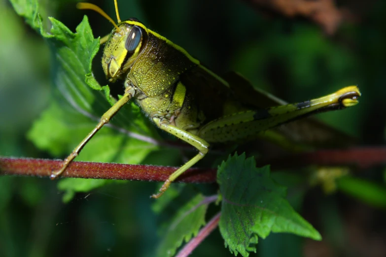 a grasshopper sits on a plant stem and rests on a plant