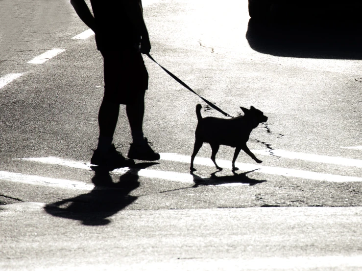 a man with a leash and his dog walking down the street