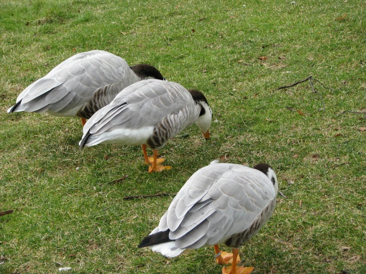 three ducks walking around on grass in the park