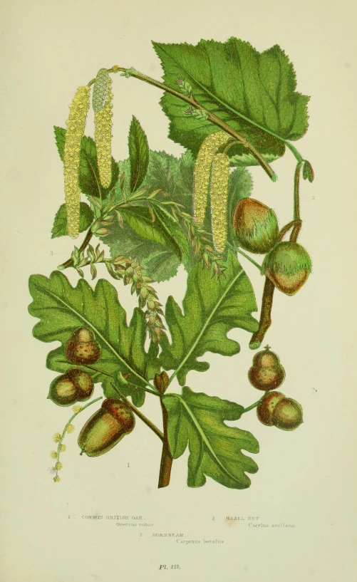 a picture of leaves and nuts with the words plantlife