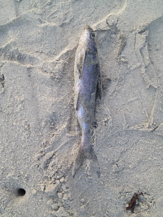 a dead fish lays on a beach, the sand has just dropped