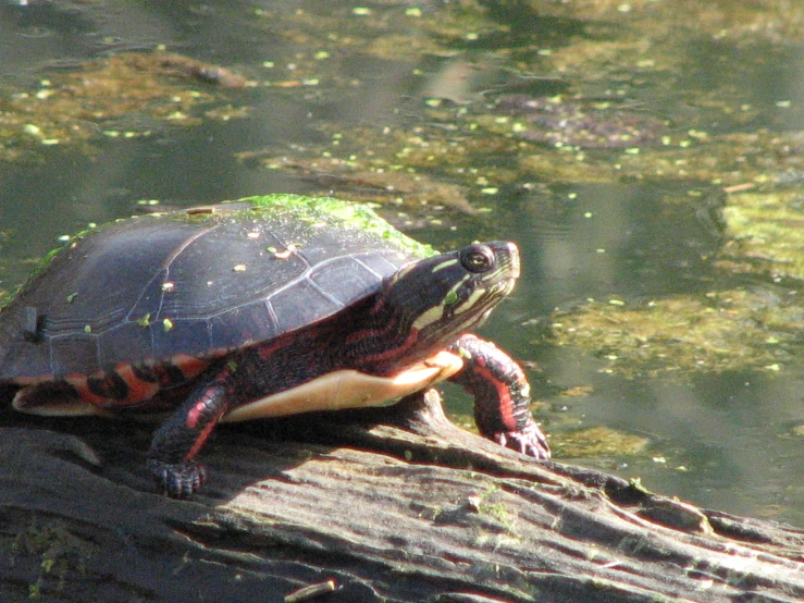 an adult red - eared turtle rests on a tree trunk