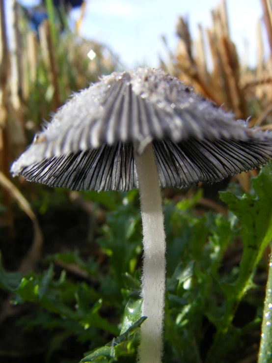 small white mushroom in grass next to tall weeds