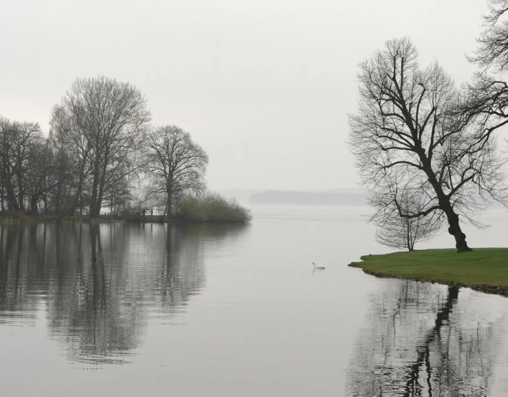 a few ducks are swimming in the water on a foggy day